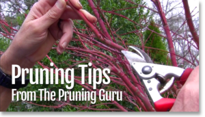 Pruning Tips from The Pruning Guru