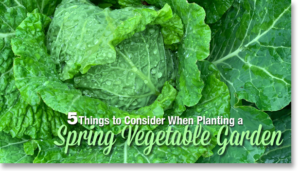 5 Considerations for a Spring Vegetable Garden