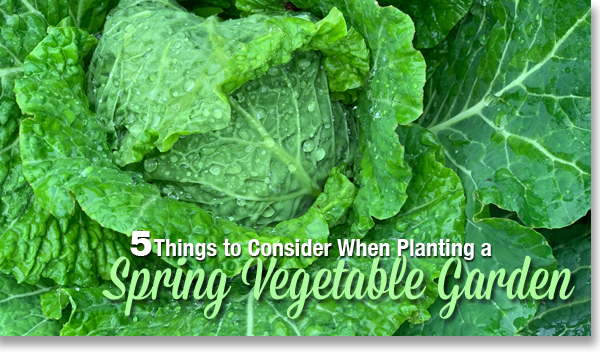 5 Considerations for a Spring Vegetable Garden