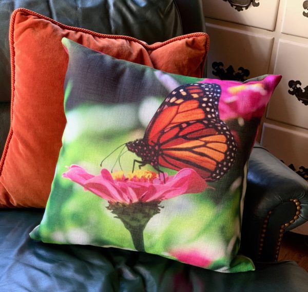 Monarch Butterfly on a Pink Zinnia