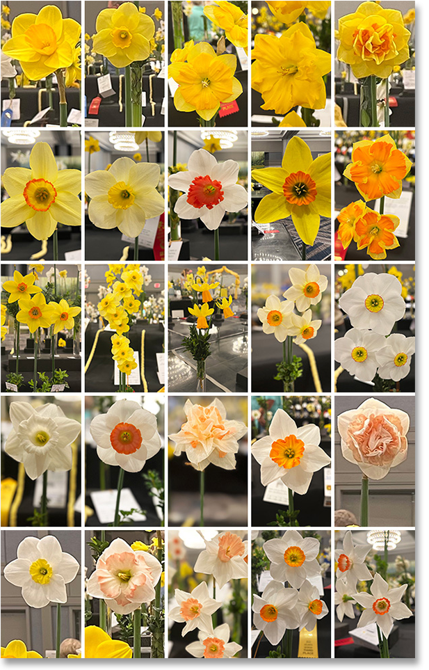 Just a few among hundreds of eye-popping Daffodils that filled the ballroom at the American Daffodil Society Conference in Atlanta