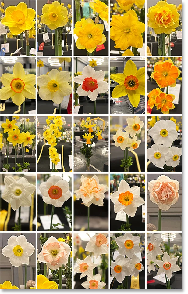 Just a few among hundreds of eye-popping Daffodils that filled the ballroom at the American Daffodil Society Conference in Atlanta