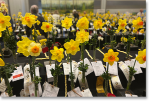 American Daffodil Convention Exhibition