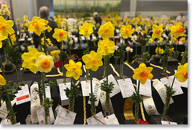American Daffodil Convention Exhibition