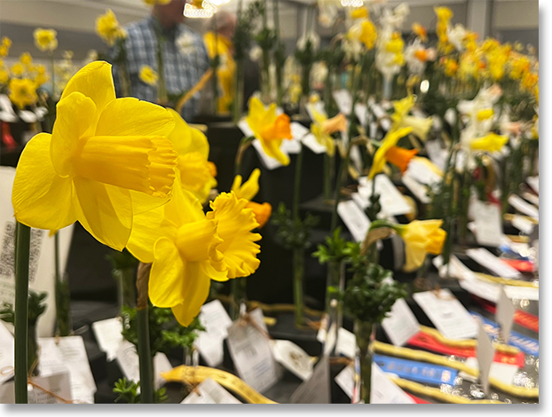Rows of Daffodils at the American Daffodil Convention Exhibition
