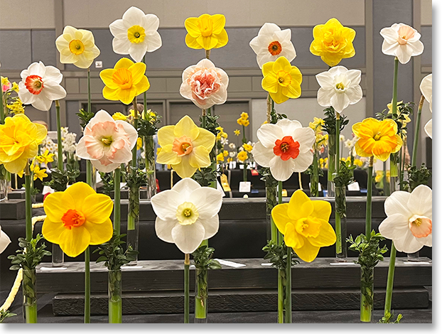 Hundreds of Different Daffodils at the American Daffodil Convention Exhibition