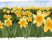 Daffodil Drawing by Laurie Wakefield