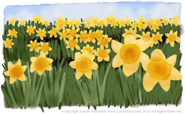 Daffodil Drawing by Laurie Wakefield