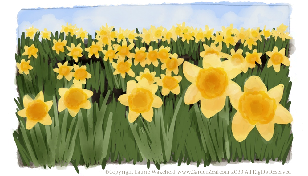 Daffodil Drawing by Laurie Wakefield