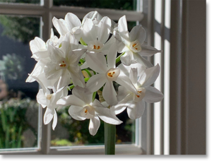 Paper White Narcissus Bloom near a Sunny Window during Winter Months