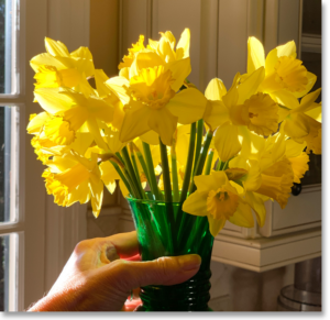 Daffodils Saved from the February Freeze