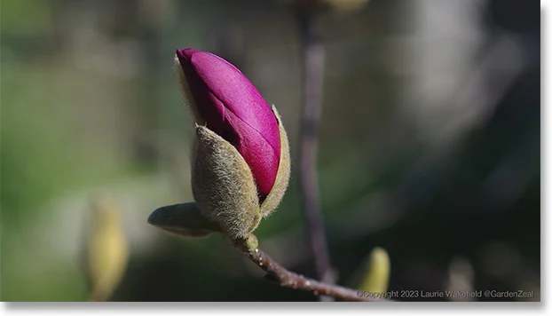 Magnolia Jane, part of the "Little Girls" Series