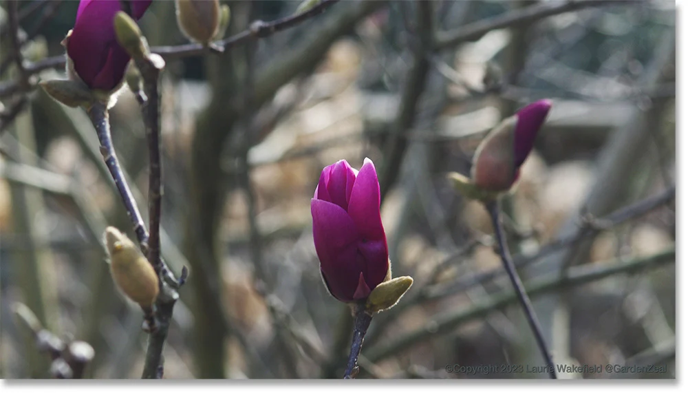 Magnolia Jane, part of the "Little Girls Series"