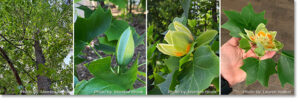 The Real Tulip Tree, a Tulip Polar is in the Magnolia Family