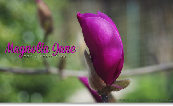 Magnolia Jane, part of the "Little Girls" Series
