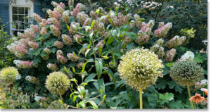 Allium stand tall in front of subtle pink blooms on a "Ruby Slippers" Oak Leaf Hydrangea
