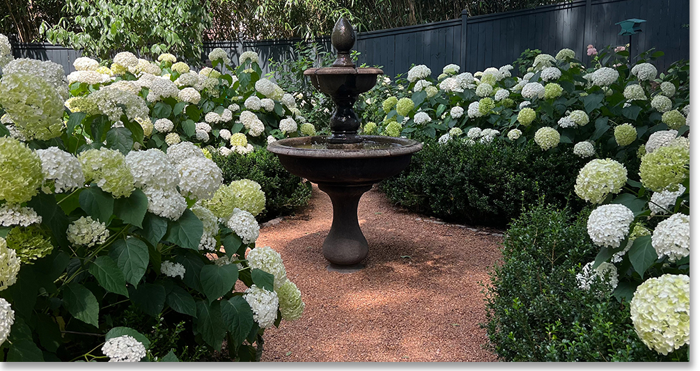 "Annabelle" - Hydrangea Arborescens (sometimes called, smooth leaf) planted with Boxwood Shrubs surrounded a gorgeous fountain in one of the gardens on tour.