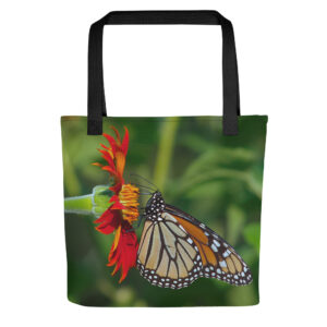 Beautiful Monarch Butterfly snacking on an Orange Tithonia (Mexican Sunflower)